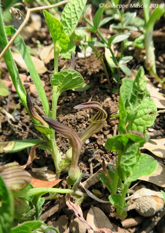 Aristolochia clusii /Aristolochia di Clusio